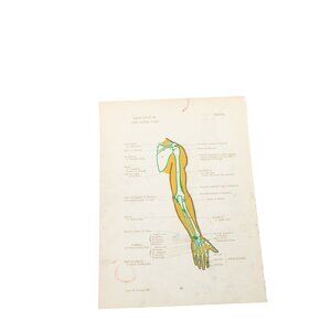 1946 Anatomical Diagram Art Students Arm Muscles Bones Vintage 93676